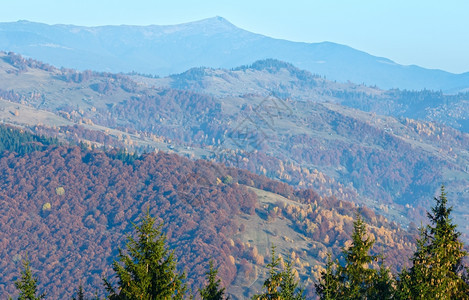 秋色的山岳风景坡上有多彩的树前面有锥子的松树图片