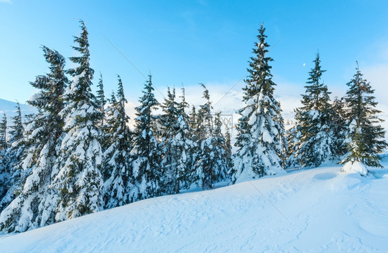 上午冬季山地景观斜坡上有fir树喀尔巴阡山图片