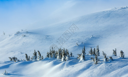 寒冬清晨山上的白雪树在多云的天气下图片