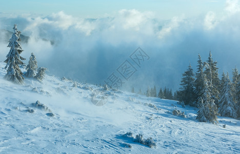 寒冬晨山上的雪树在多云天气下喀尔巴阡山图片