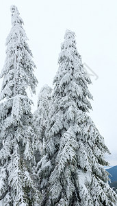 在云层的天空背景上有雪树枝状的毛图片