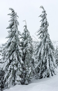 冬季山丘喀尔巴阡上有冰雪的树图片