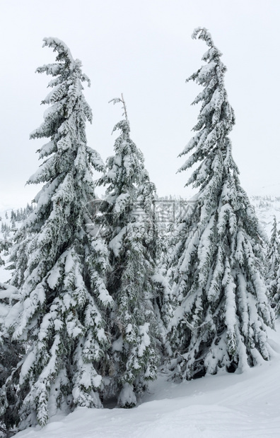冬季山丘喀尔巴阡上有冰雪的树图片