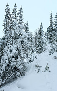 喀尔巴阡山冬季上的雪树图片