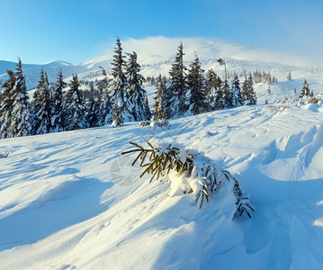 小风雪是斜坡上的倾雪前面冬季山地早起有雪树喀尔巴阡山图片