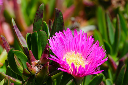 Carpobrotus称为猪脸冰厂有粉红色大象菊花状的束结图片