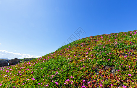 夏天开花的山上有卡波布罗图斯粉红色的花朵和蓝天空图片