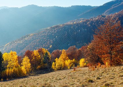 在山坡上树多彩的秋色山岳风景图片