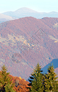 秋色的山岳风景坡上有多彩的树木前面还有壁树图片