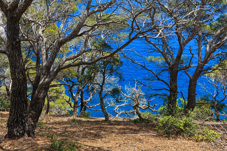 海边悬崖的松树图片