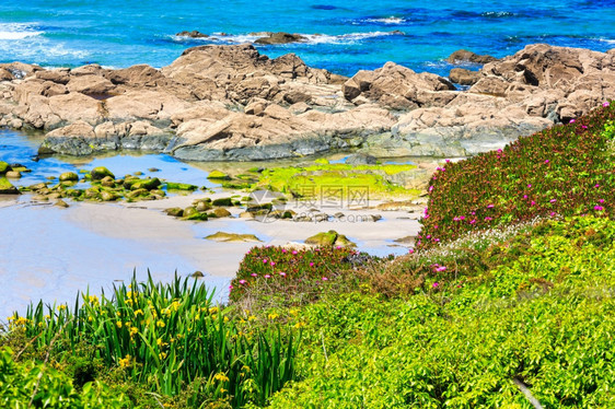夏季开花的大西洋海岸风景有粉红色花朵西班牙洛斯卡特罗海滩图片