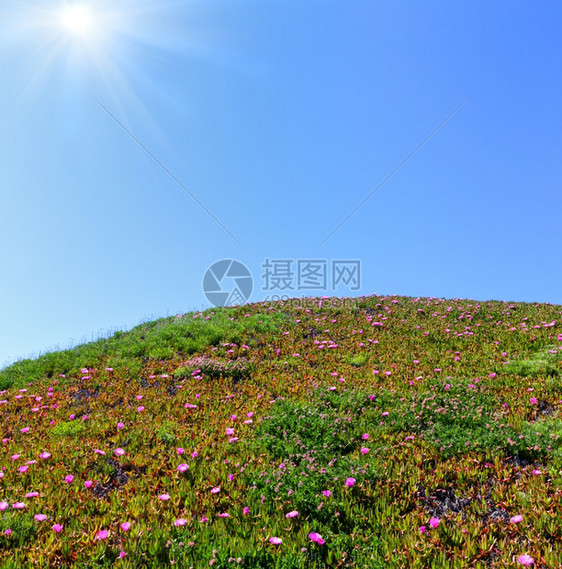 夏天开花的山丘带卡波布罗图斯粉红花蓝天空与阳光图片