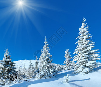 冬山的阳光景色坡上长着毛树图片