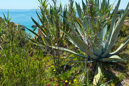 夏季海岸的Aloe植物图片