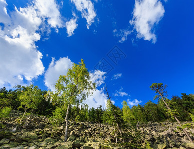 山坡夏季风景与天空和积云以及白树伊赫罗夫茨喀尔巴阡山乌克兰图片