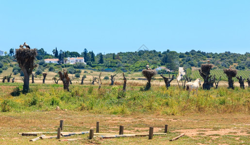 在干树顶端有的巢穴夏季乡村风景Potugal在利斯博亚和阿尔加夫之间图片
