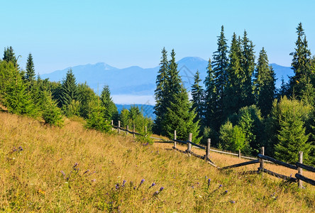 夏季早上山岳风景在斜坡上喀尔巴阡山乌克兰最高霍夫纳区伊万诺弗兰基夫斯克地区有fir森林和木栅栏图片