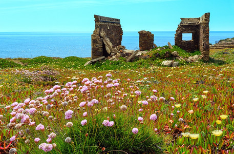 夏季开花的大西洋海岸风景和12世纪的工事废墟葡萄牙阿尔杰苏加韦勒伊扎纳角图片
