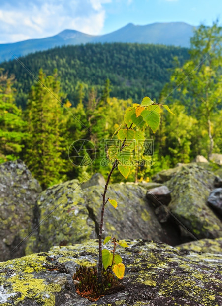 石上的小树喀尔巴阡山夏季风景乌克兰图片