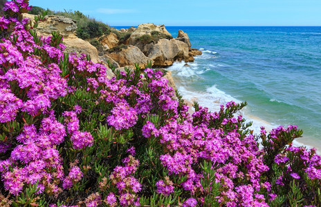 夏季开花的大西洋岩石海岸有紫色花朵葡萄牙阿尔加夫图片