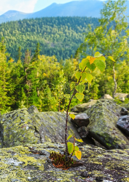 石上的小树喀尔巴阡山夏季风景乌克兰图片