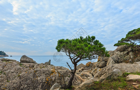 夏季早上海滨风景前面有松树西班牙科斯塔布拉瓦帕莫斯附近图片