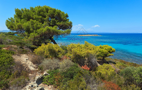 夏季爱琴海岸风景与松树迦勒基迪希腊图片