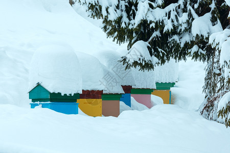 冬季乌克兰喀尔巴阡山脉坡上顶有雪的多彩蜂蜜图片