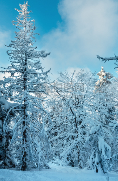 夜晚寒冷的雪林树顶有阳光喀尔巴阡山乌克兰图片