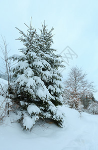 温冬喀尔巴阡山脉风景与雪树图片