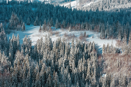 冬季喀尔巴阡山坡森林乌克兰图片