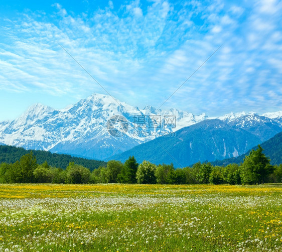 盛开的阿尔卑山草地意大利图片