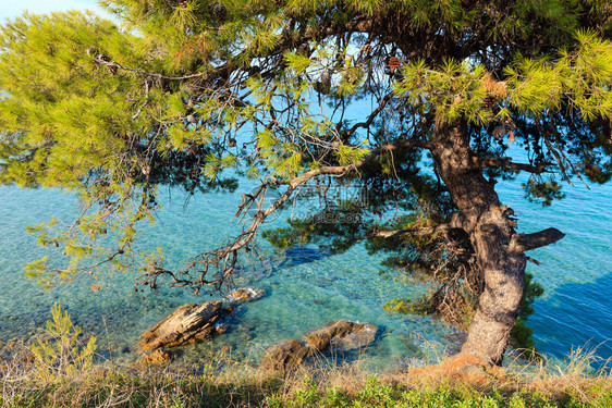 岩石海岸和爱琴沿锡索尼亚哈尔基迪希腊的松树图片