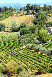 意大利地区托斯卡纳农场山丘小麦田橄榄园葡萄铁丝网通行证等典型情况图片
