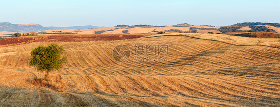 托斯卡纳地区典型的托斯卡纳农场山丘小麦田橄榄园葡萄图片