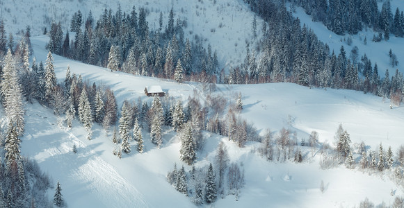 喀尔巴阡山冬季风景斜坡上有fir树斯科莱利沃夫州乌克兰图片