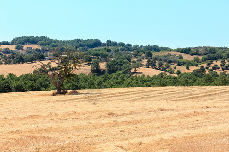 意大利托斯卡纳夏季乡村美丽的景观托斯卡纳地区典型的农场山丘小麦田橄榄园图片