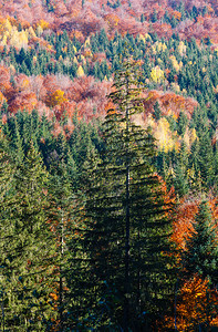 秋天喀尔巴阡山脉景观斯塔拉古伊万诺弗兰基夫斯克州乌兰图片