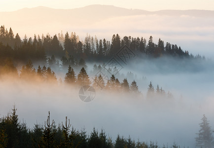 森林雾喀尔巴阡山坡乌克兰伊瓦诺弗基夫斯克州的早雾背景