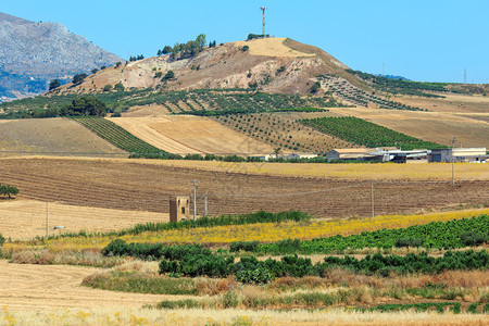 山坡上的葡萄园意大利西里夏季乡村的美丽景色图片