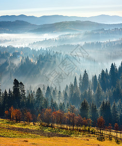 山坡上的雾和树太阳第一线早上秋天喀尔巴阡山地貌乌克兰伊瓦诺弗基夫斯克州五镜头综合图像图片