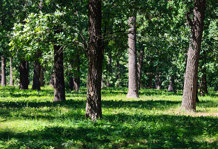 橡树林在郊区的夏季草原绿公园背景图片