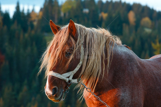 乌克兰喀尔巴阡山脉的马匹图片