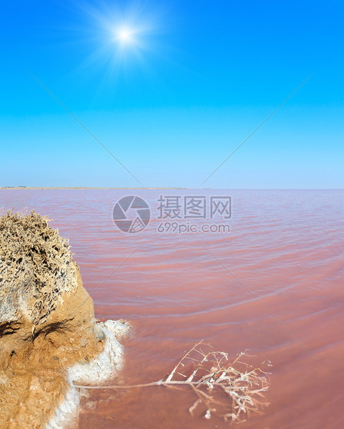 以微型藻类为颜色的日光粉红极咸的西瓦什湖水面以及有晶状盐覆盖的小死植物乌克兰里米亚和阿拉巴特斯皮附近的赫森地区图片