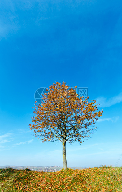 在蓝天空背景的山顶上孤独秋天树孤独的秋天树上图片