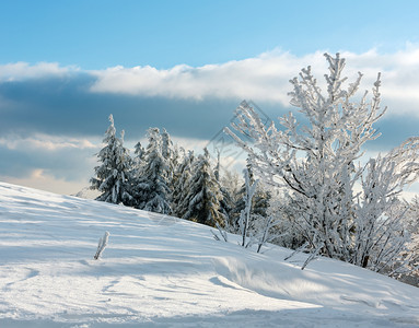 冬季傍晚平静的山地景观坡上有美丽的霜冻树木和雪地滑乌克兰喀尔巴阡山图片