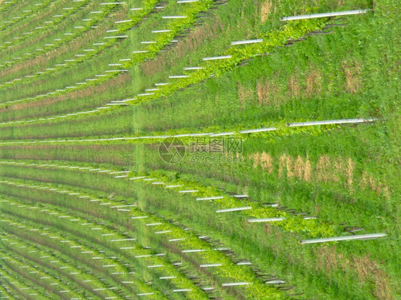 夏天的酒厂非常对称图片