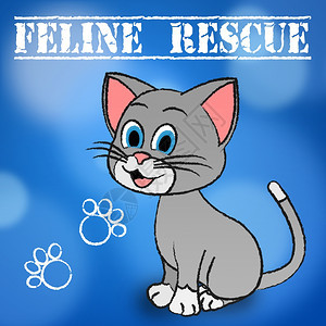 菲线营救指定宠物和小猫图片