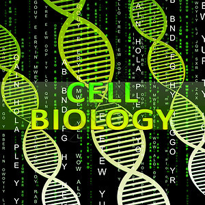 细胞生物螺旋体意味着生物技术研究3d说明图片