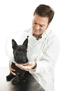 兽医把伊莉莎白保护圈放在一只狗身上孤立在白色图片